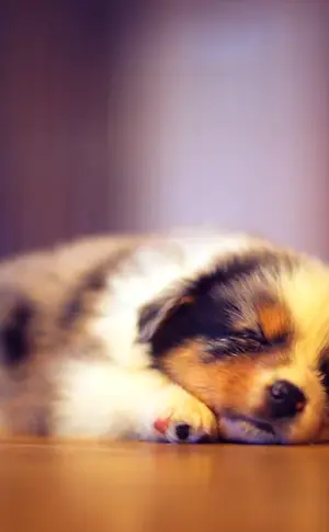 Cute puppy