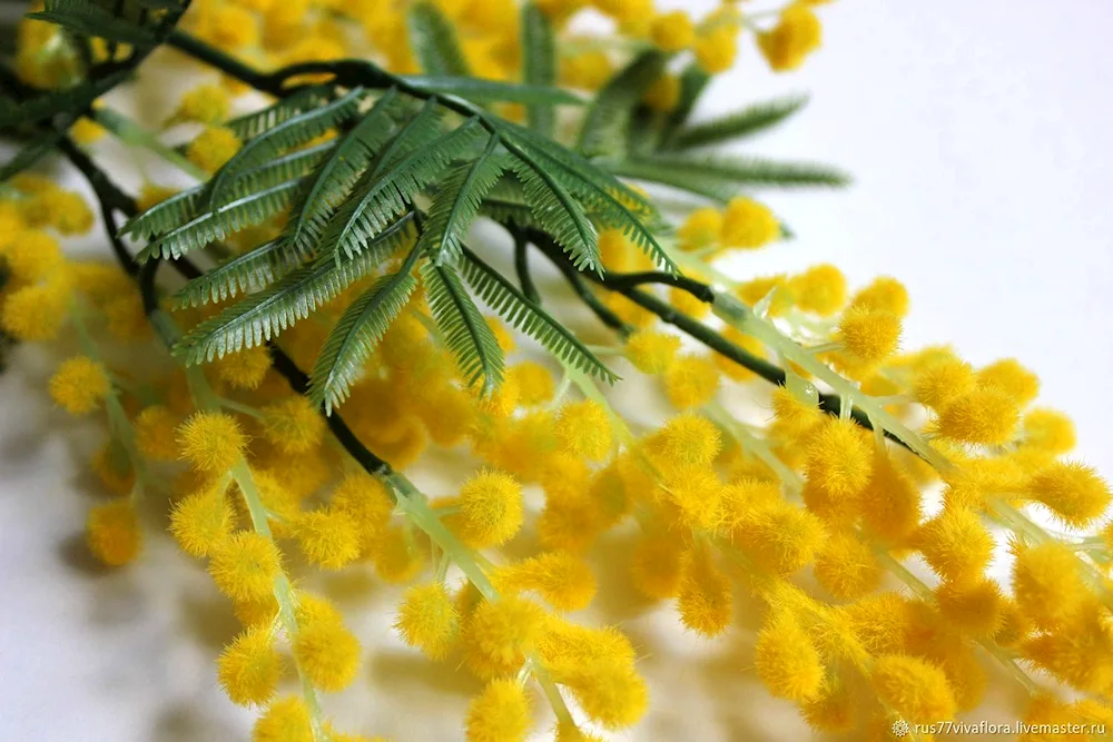 Mimosa field flower