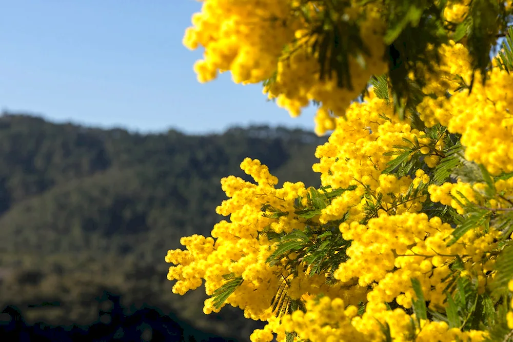 Acacia mimosa yellow