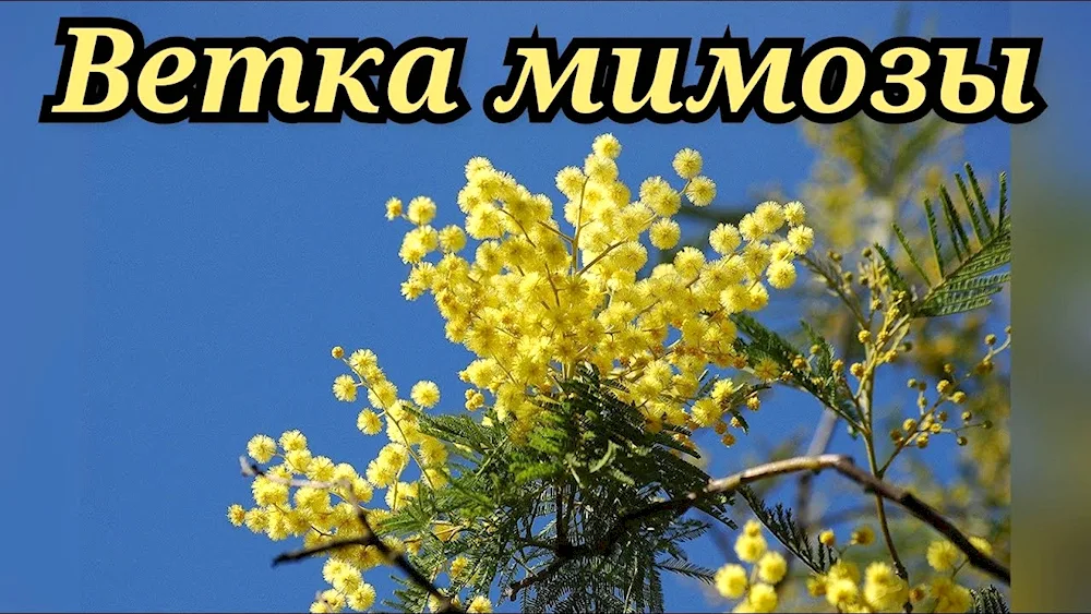 Mimosa tree