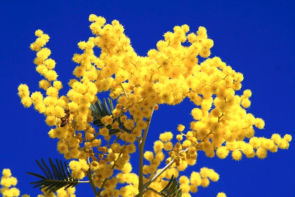 Acacia silvery Acacia dealbata