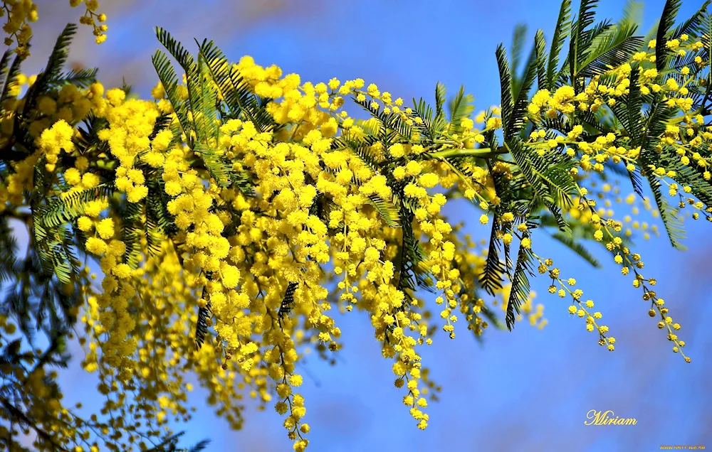 Mimosa hostilis