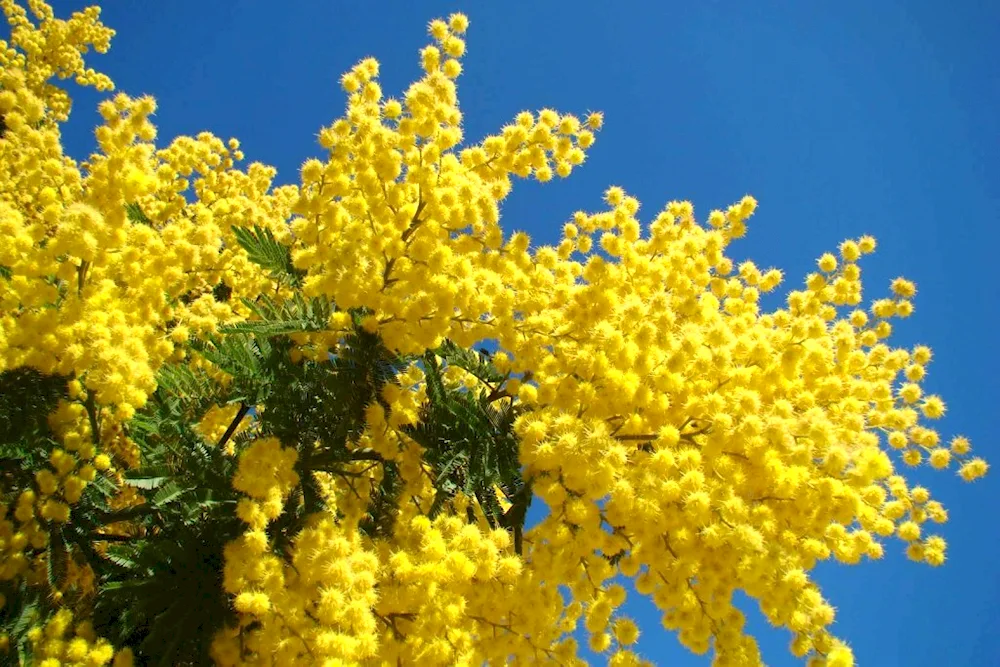 Mimosa Field flower