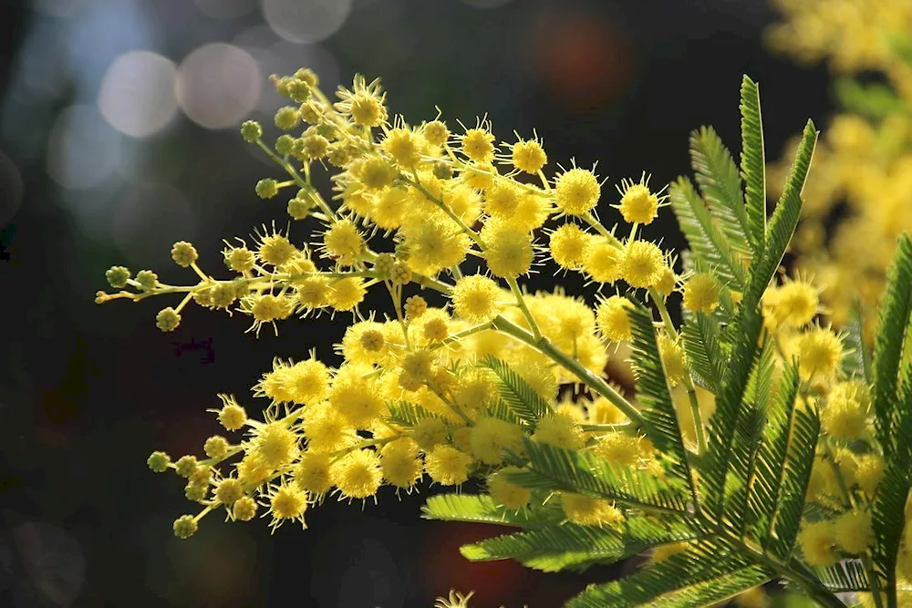 Mimosa flower