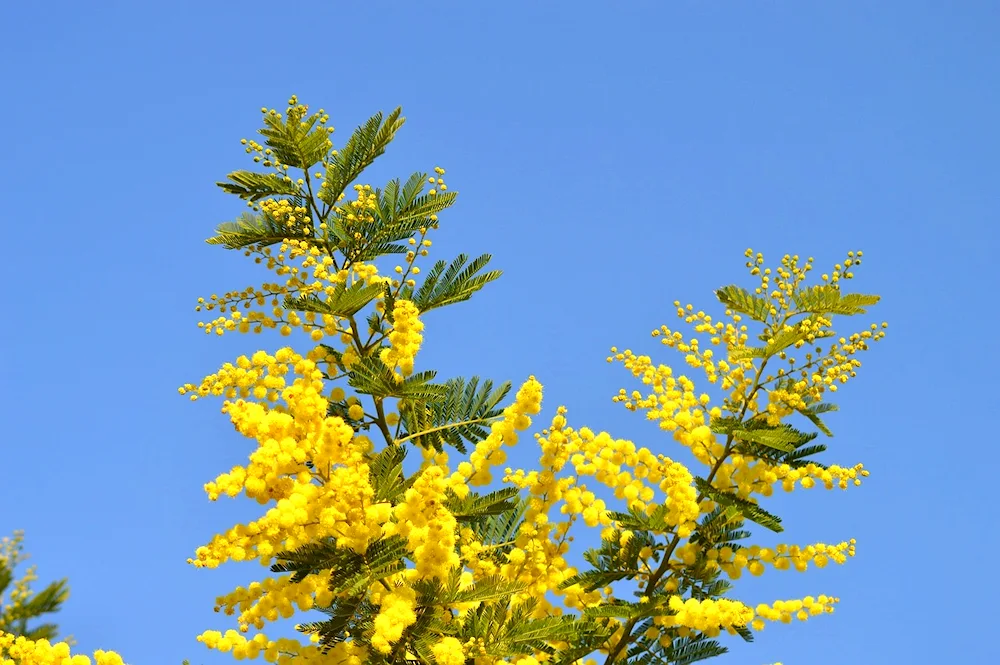 Mimosa yellow flower