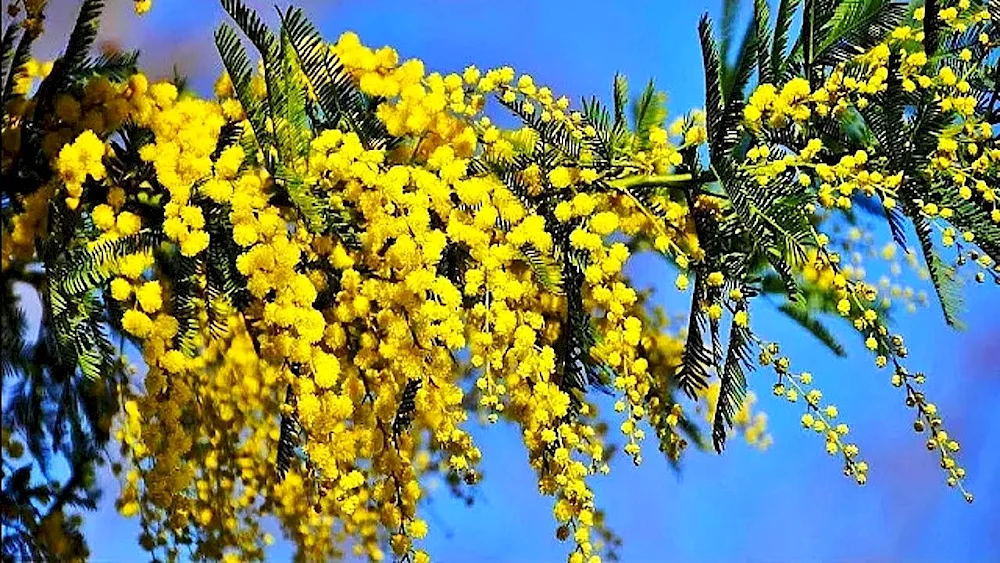 Mimosa field flower