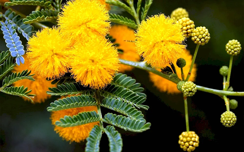 Mimosa hostilis plant