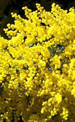 Mimosa bush