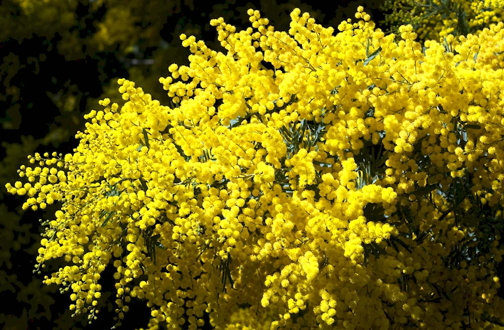 Mimosa bush