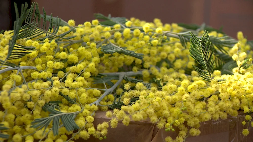 Mimosa yellow flower