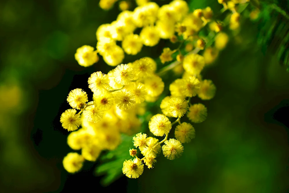 Mimosa flower