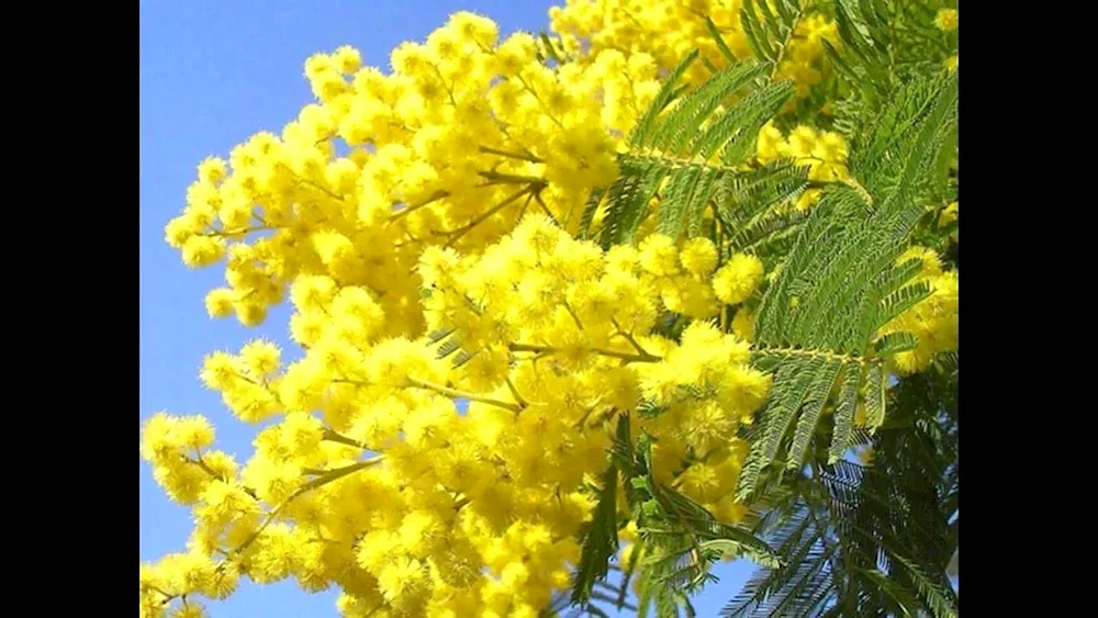 Acacia dealbata