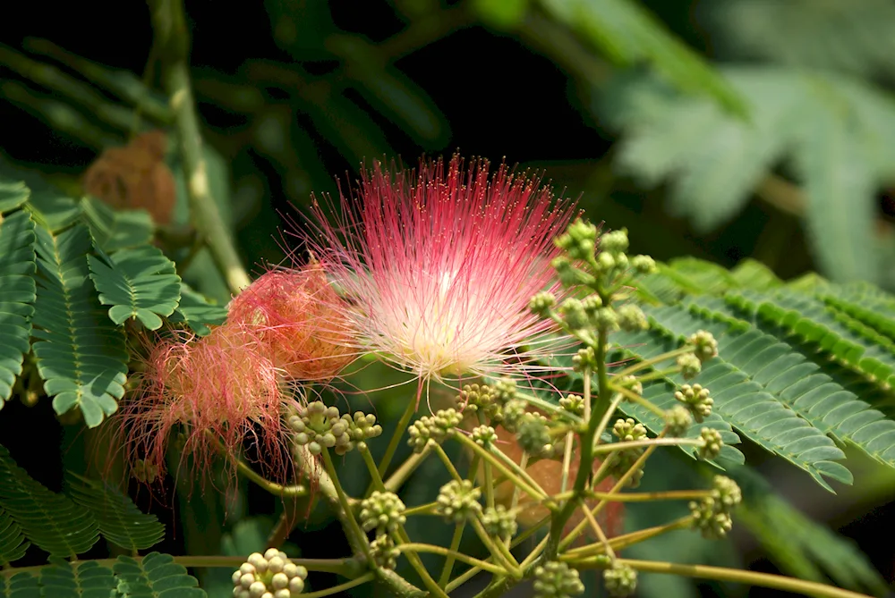 Mimosa plants Sri Lanka