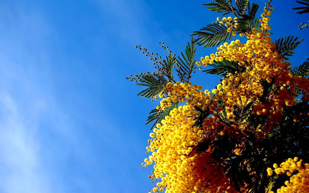 Mimosa flower