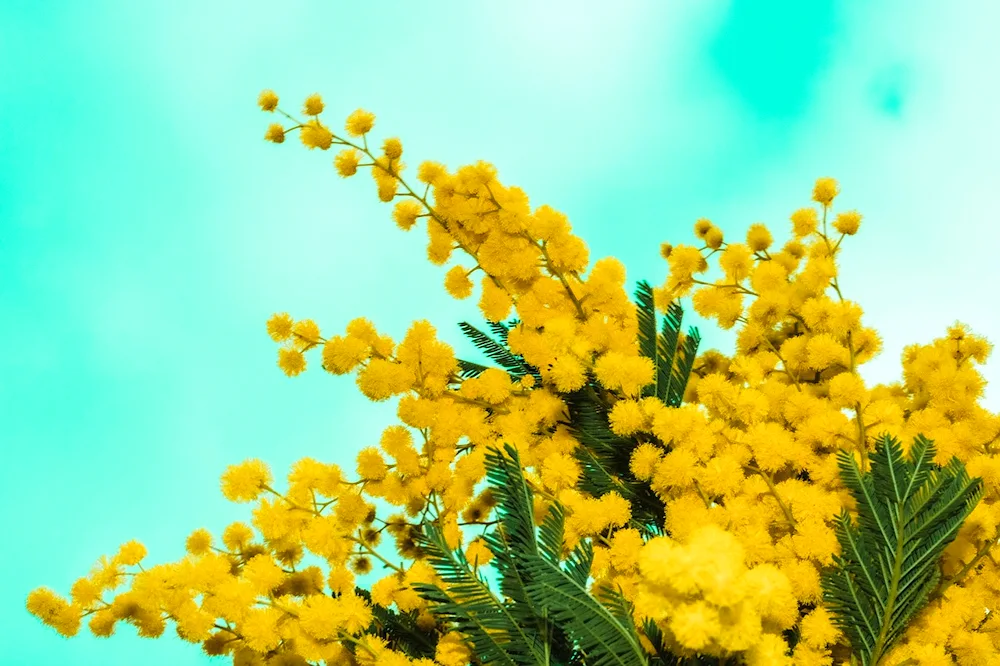 Mimosa flower