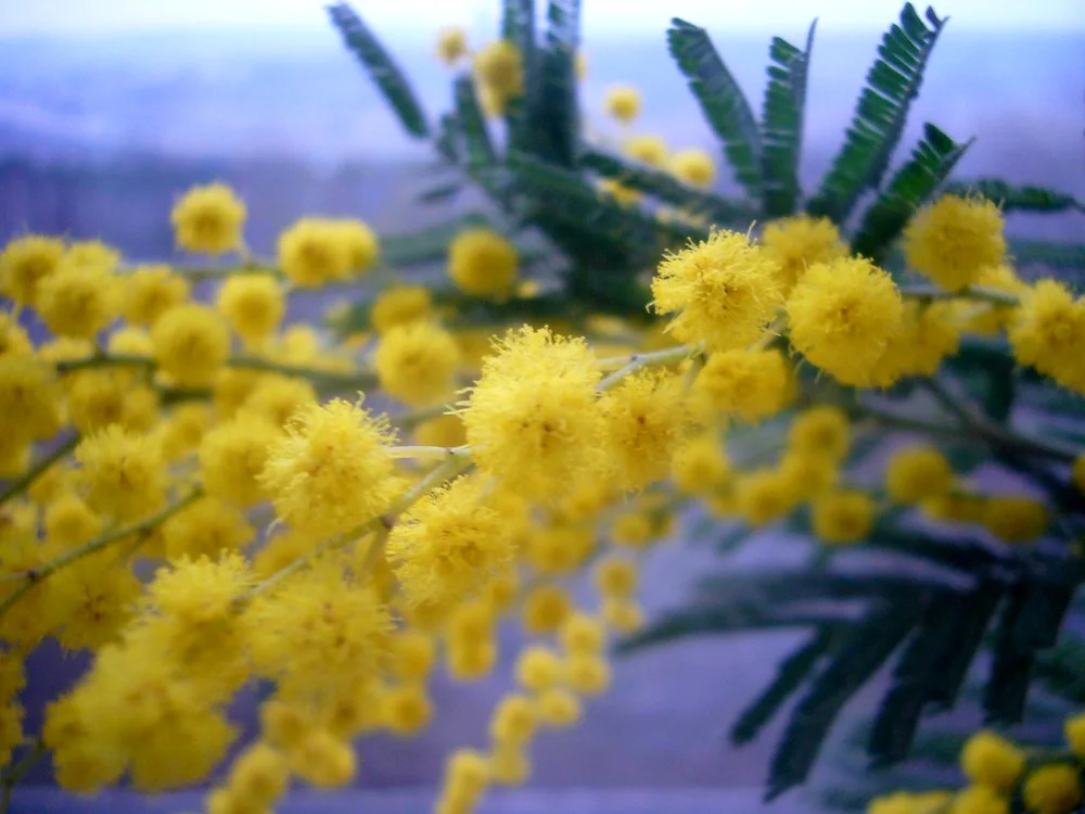 Mimosa flower