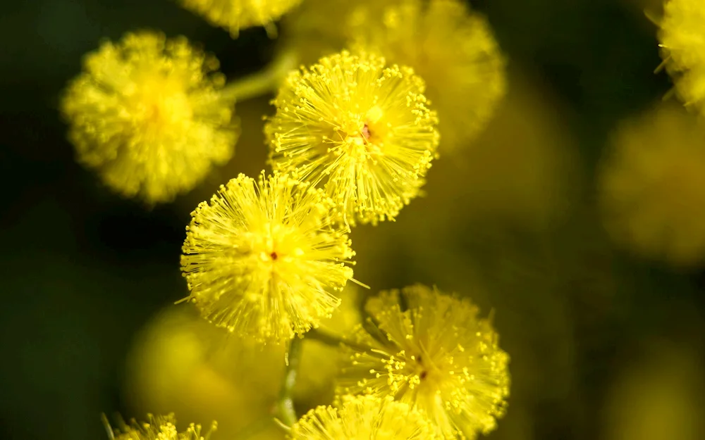 Acacia silvery Mimosa