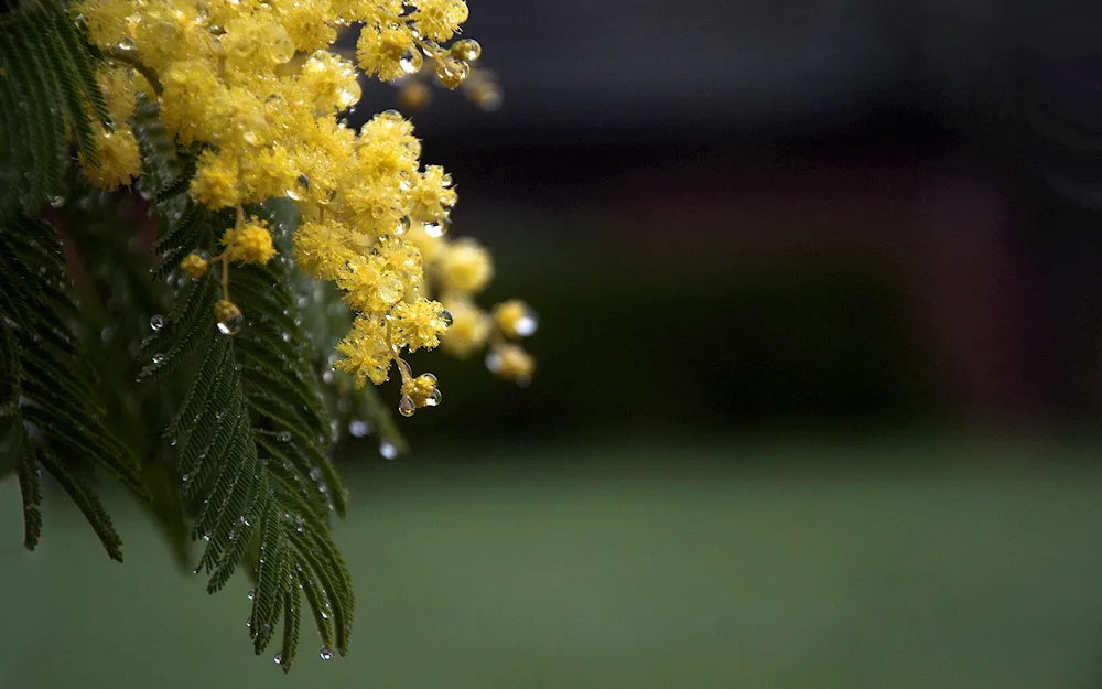 Acacia mimosa