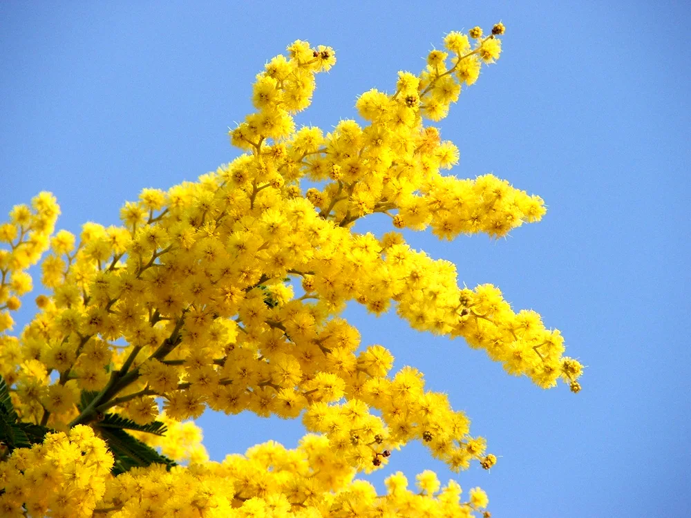 Mimosa flower