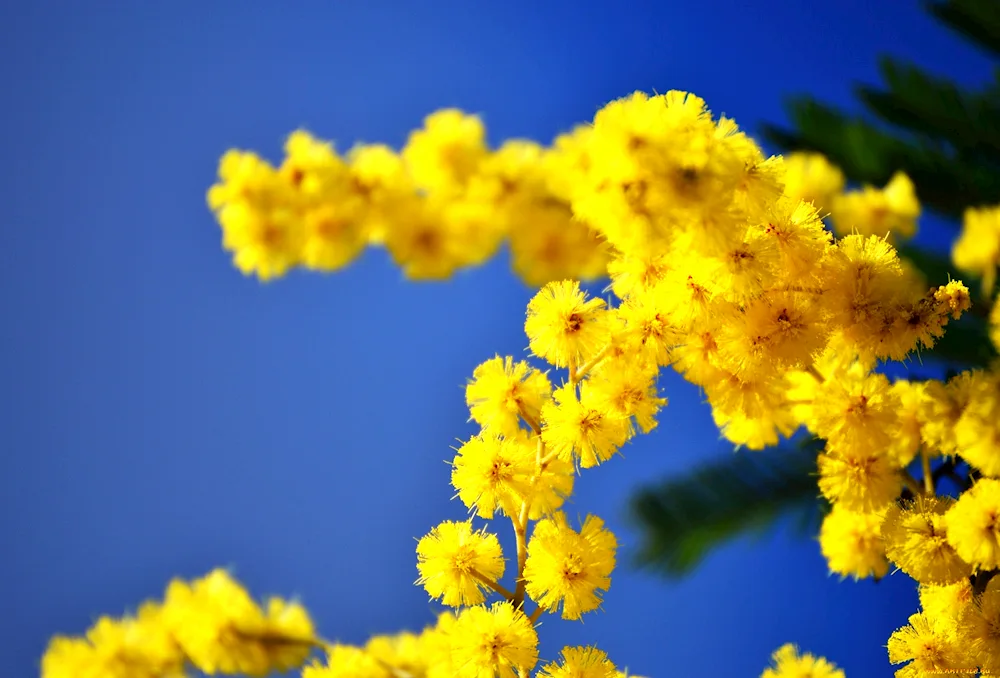 Spring flowers Mimosa