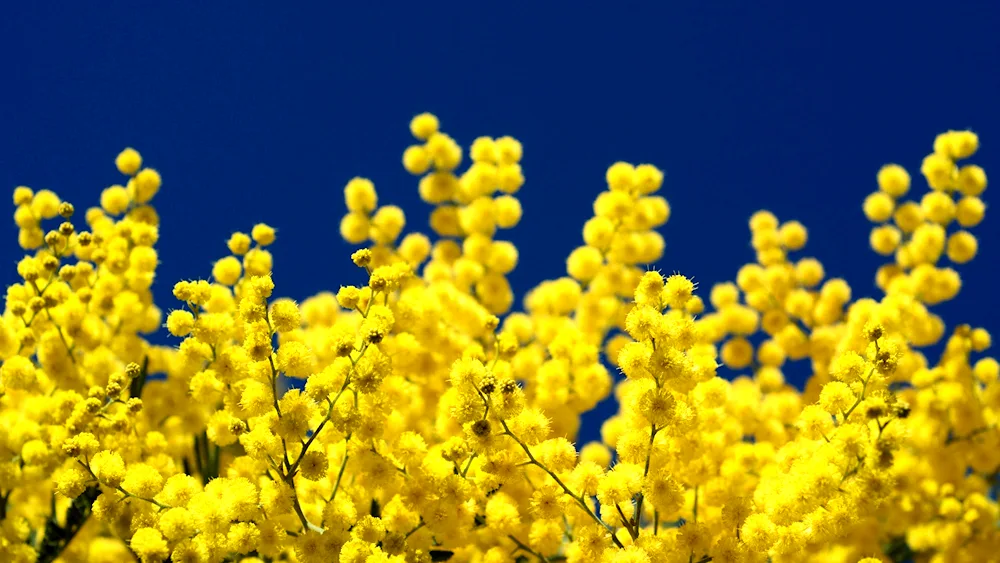 Mimosa yellow flower