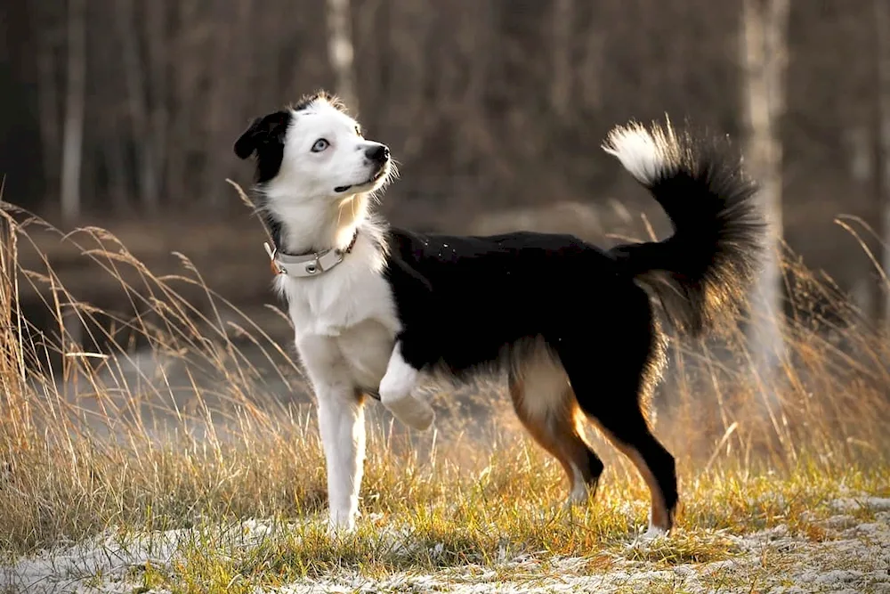 Aussie Australian Shepherd Dog