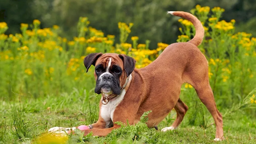 Mini Boxer breed