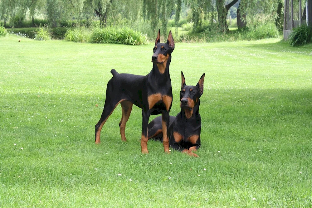 Mini Doberman