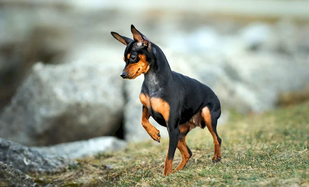 Mini Doberman Zwerg Pinscher