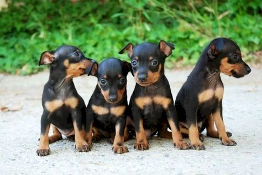 Mini Doberman pinscher