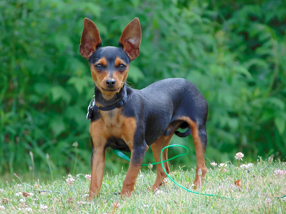 Carlick pinscher mix