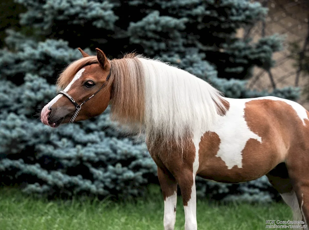 Shetland Pony Growth