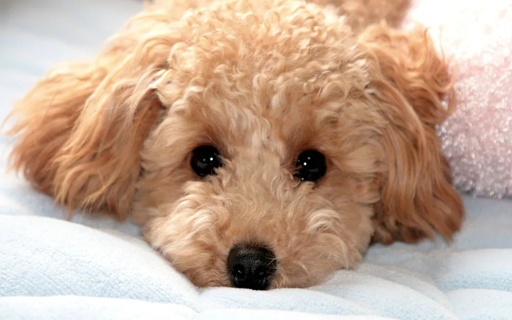 Mini poodle maltipoo