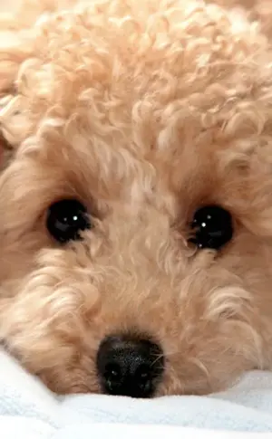 Mini Poodle Maltipoo