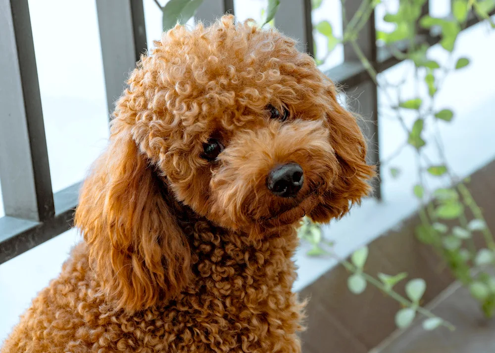 Mini poodle Maltipoo