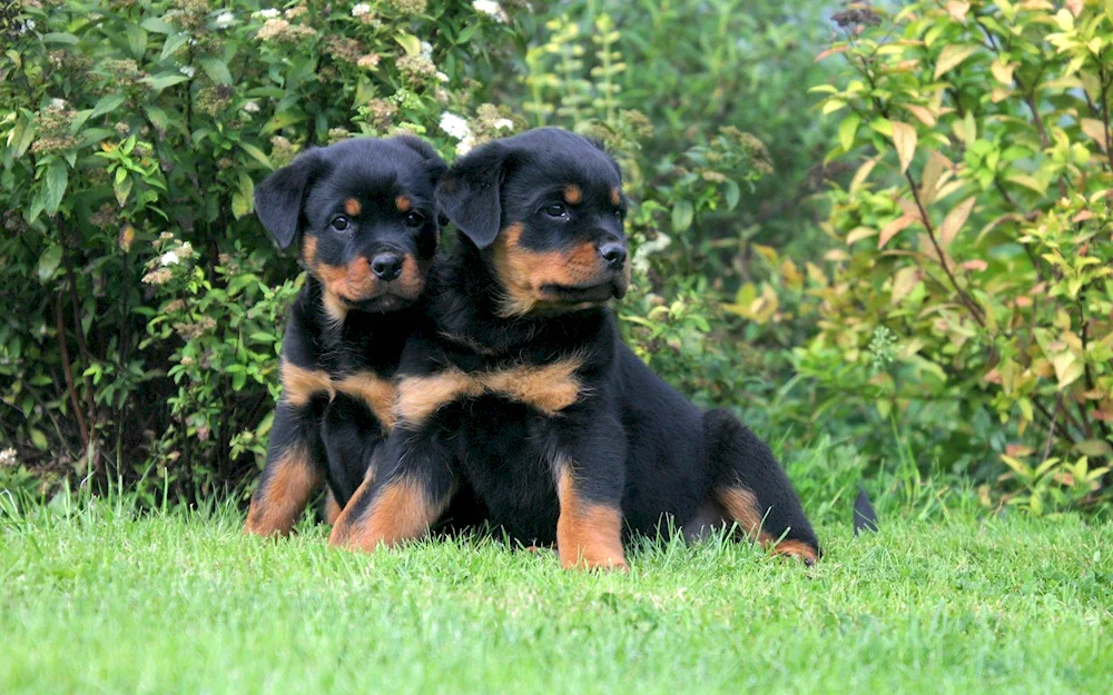 Dog Rottweiler