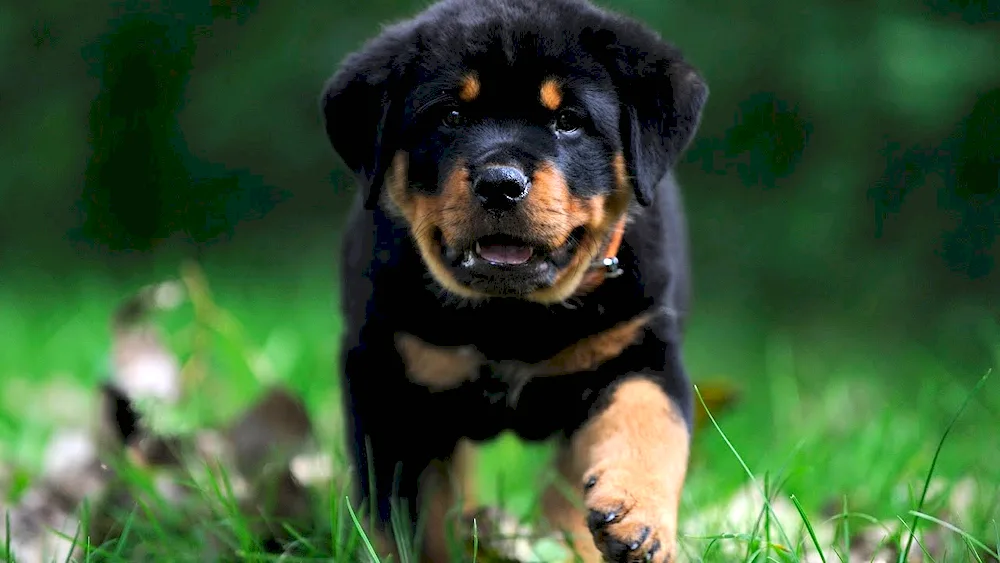 Mini Rottweiler