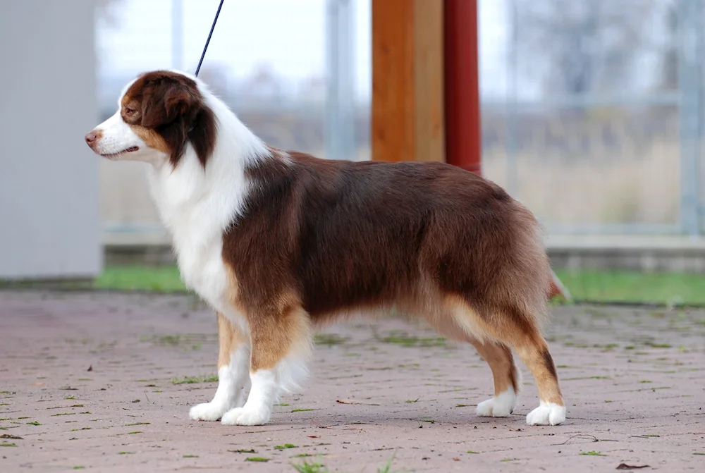 Miniature American Shepherd and Aussie