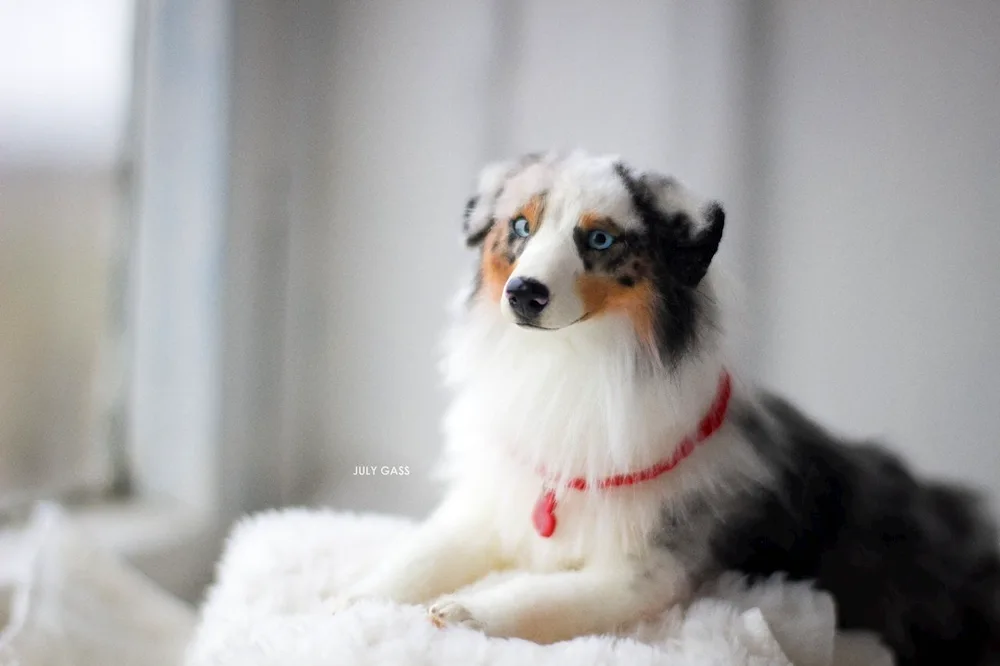 Shetland Shepherd Dog Sheltie