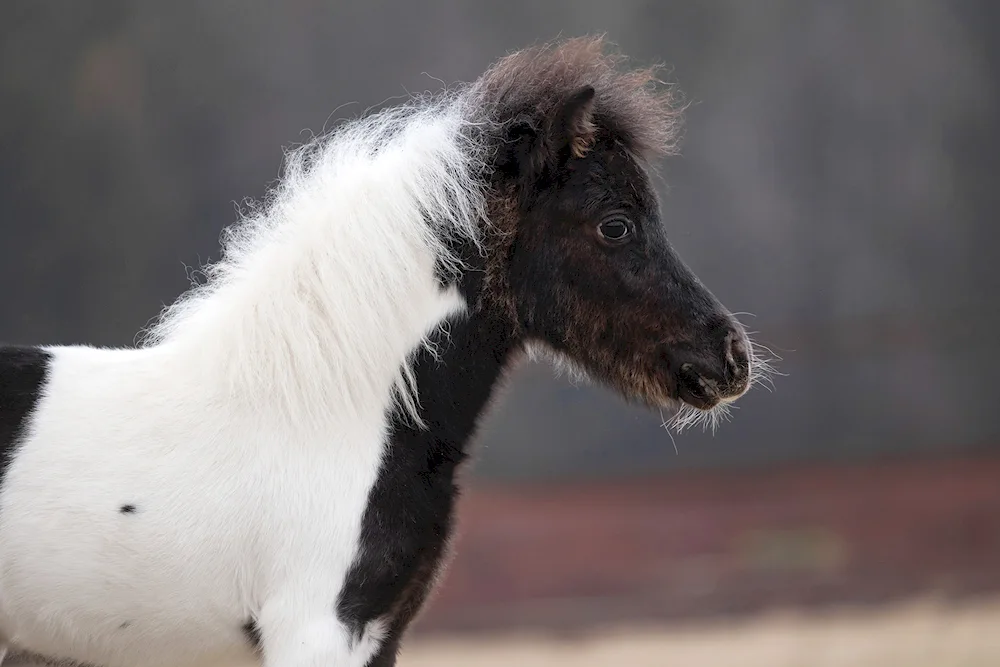 Miniature horse