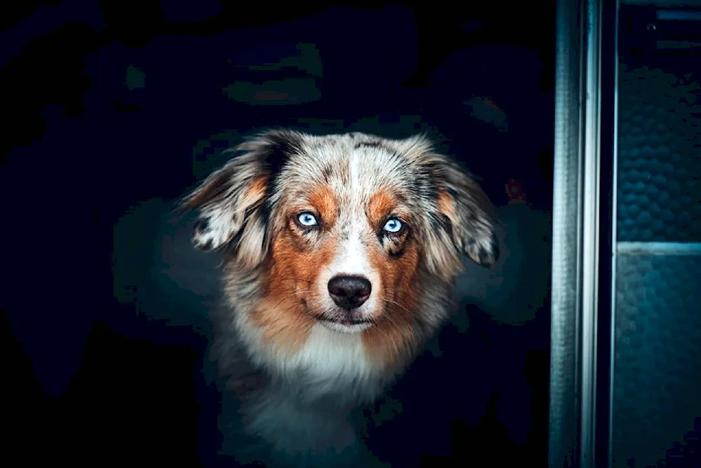 Australian Shorthair Shepherd Dog