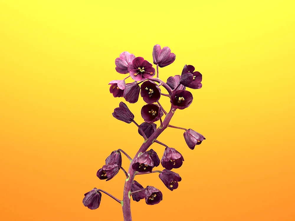 Minimalistic flowers