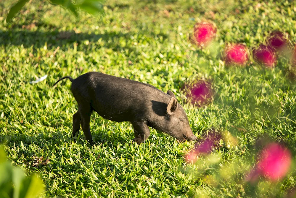 Warthog