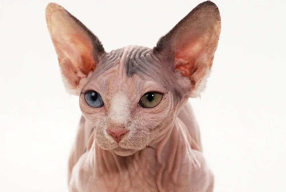 Canadian sphynx cat