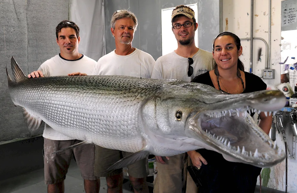 Mississippi puffer shark