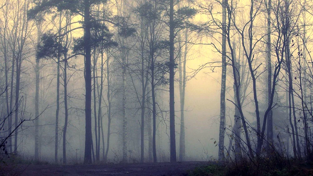 Misty Forest foggy forest