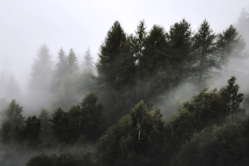 Misty Forest foggy forest