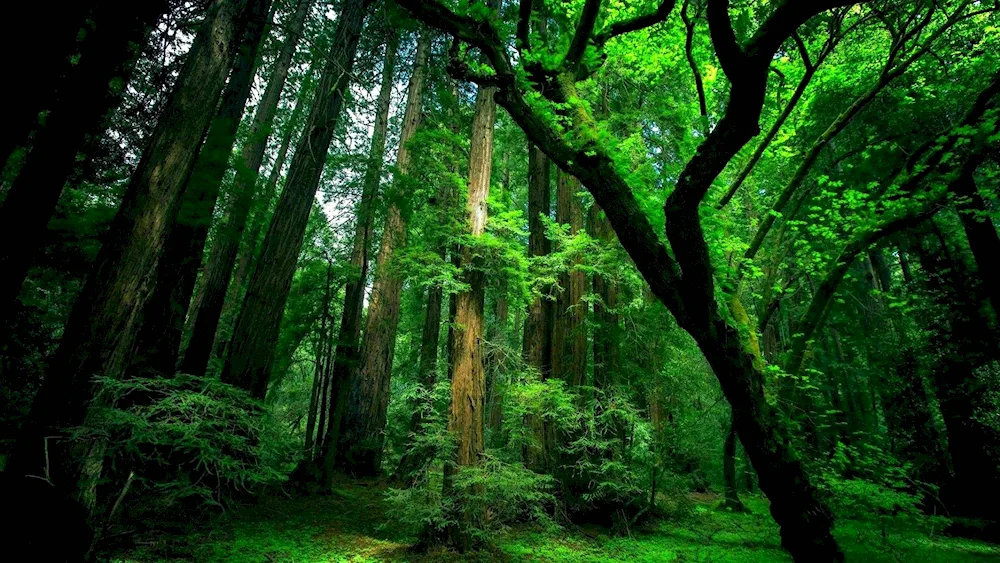 Mystical mossy forest