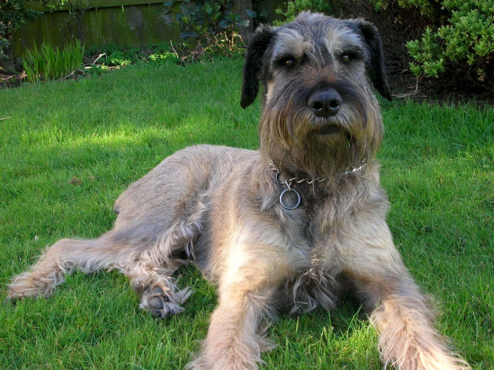 Mittelschnauzer