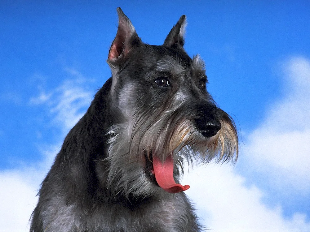 Mittelschnauzer